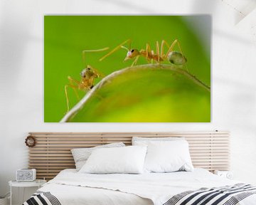 Two weaver ant in Cape Tribulation; Northern Australia