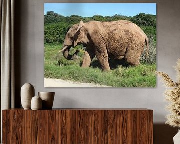 Olifant sur Robin van Tilborg