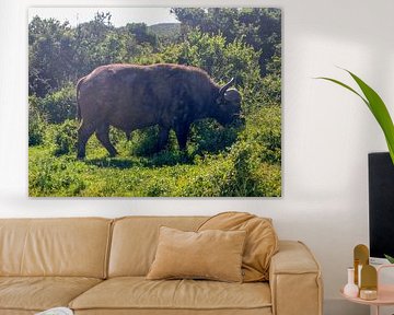 Grazende buffel sur Robin van Tilborg