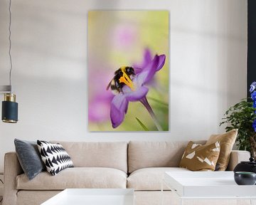 The cheerful colors of spring 1 (Bumblebee on a crocus) by Birgitte Bergman