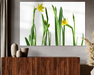 Daffodils sur Monique van Waterschoot