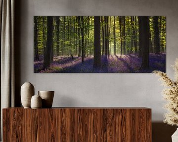 Bluebell forest Panorama sur Edwin Mooijaart