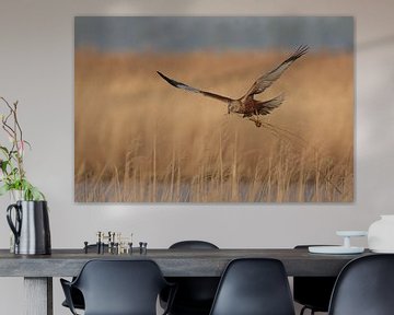 Western Marsh Harrier by Jaap Bakker