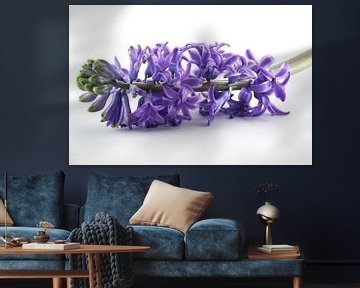 Purple hyacinth sur Monique van Waterschoot