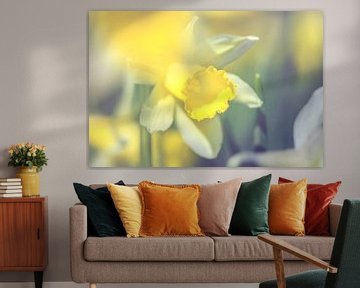 Narcissus (daffodil) hidden by Alessia Peviani