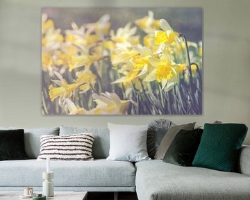 daffodil storm by Alessia Peviani