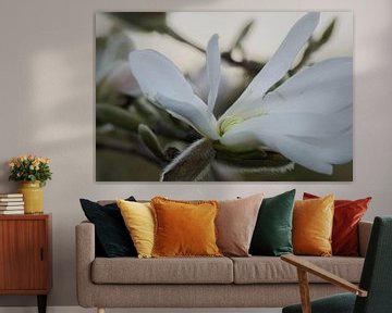 magnolia tulpenboom wit van Eugene Lentjes