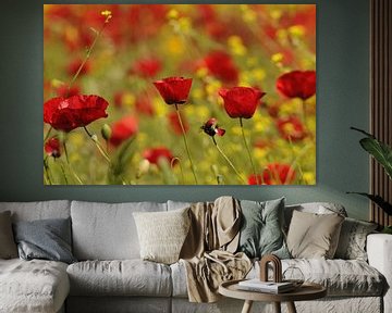 Poppies in rapeseed by Peter Zwitser