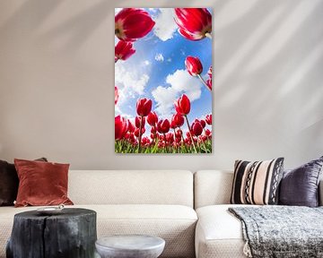 Dutch Tulips by Frenk Volt