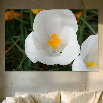 Het hart van een krokus