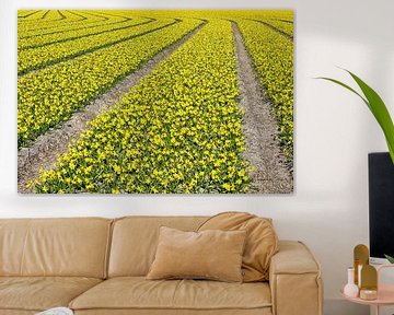 lines on the flower fields by eric van der eijk