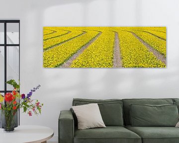 Lines of yellow flowers in panorama by eric van der eijk