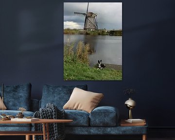 Een Welsh hondje in een Nederlands landschap by Hans Bisperink