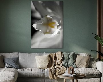Orchidee macro van Robby Stifter