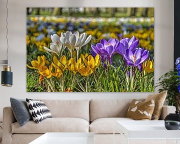 Crocuses in White, Yellow and Purple