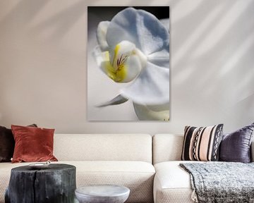 Orchidee macro van Robby Stifter