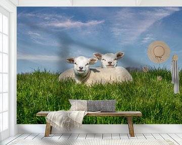 Schafe ablammen texel von Texel360Fotografie Richard Heerschap