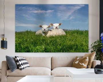 Sheep lambing texel
