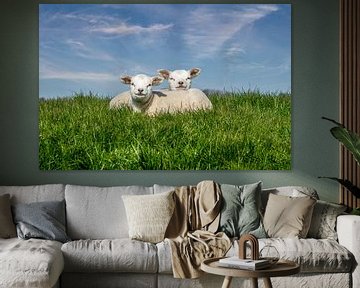 Schapen lammetjes texel van Texel360Fotografie Richard Heerschap