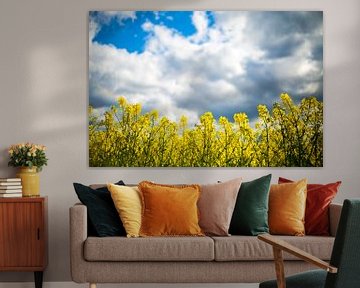 Yellow rapeseed field with blue sky in background sur Margriet Hulsker