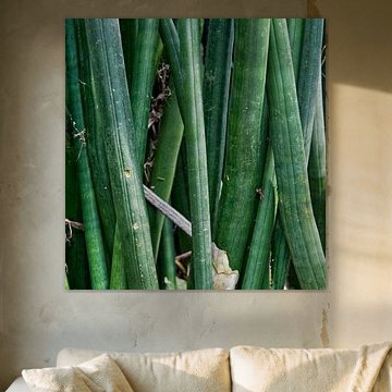 Hortus botanicus by Susanne Stoop