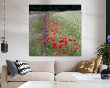 poppyfield by Jeannette Kliebisch