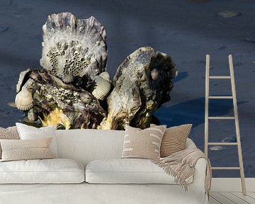 Japanse oesters in de Waddenzee van Meindert van Dijk