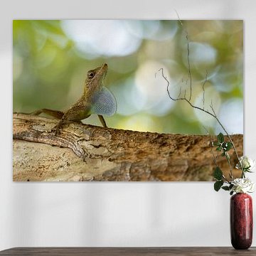 Männlicher Kaiman-Anolis zeigt seinen Kehlsack