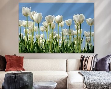 Tulipes blanches sur Jeannette Penris