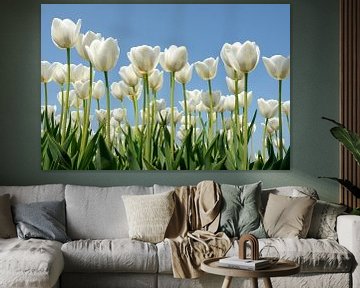 Witte tulpen van Jeannette Penris