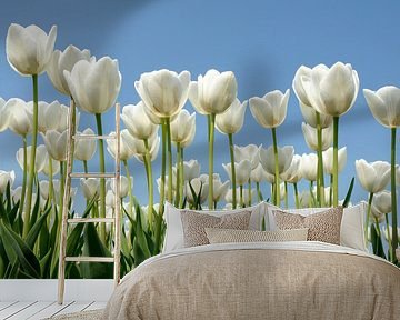 White tulips by Jeannette Penris
