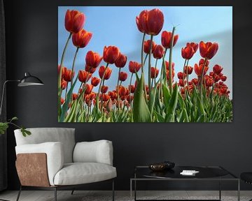 Rote Tulpen von Jeannette Penris