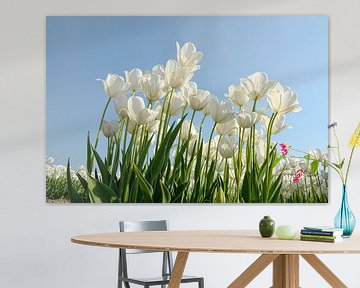 Witte tulpen van Jeannette Penris