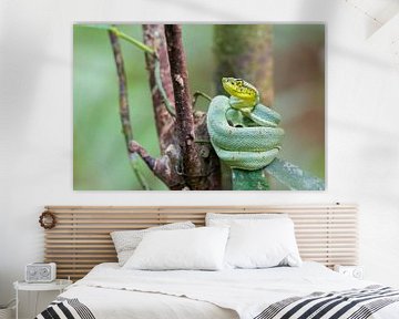 A lance point snake resting on a leaf in the Brazilian rainforest by Thijs van den Burg