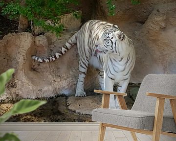 Een mooie bengaalse tijger die zijn/haar tong uitsteekt. A Beautiful Bengal Tiger sticking out its t van Jeffrey Glas