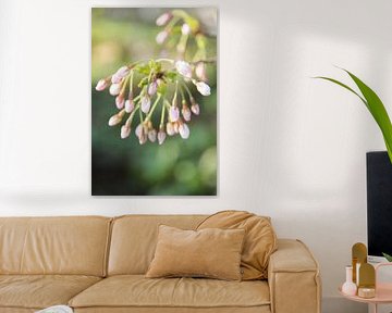 Lente Bloesem by Chantal Cornet