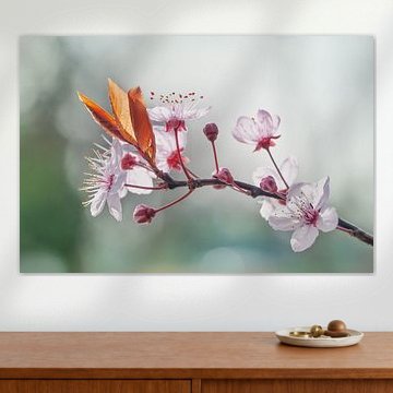 Kirschblüte in der Sonne