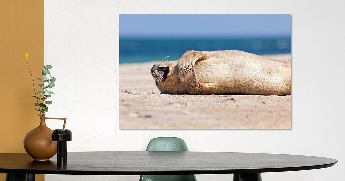 Glückliche Robbe am Strand von Zeeuw | Poster Leinwand, Anton Art mehr und ArtFrame, Heroes auf de