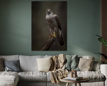 Eye-to-eye Goshawk Female on a perch by Michael Kuijl