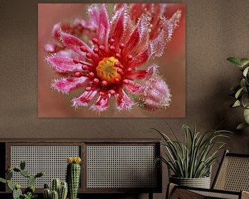 Sempervium (Bloem van Huislook) van Caroline Lichthart