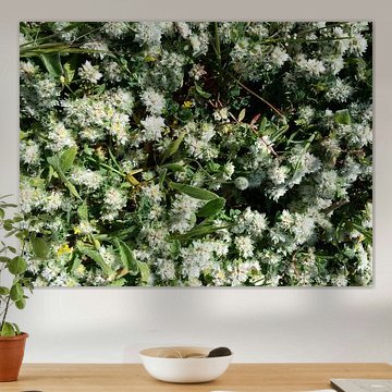 Snowwhite witte bloemetjes close-up