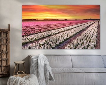 Bulb fields in bloom by eric van der eijk