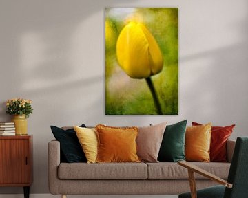 Tulipe jaune, ressort