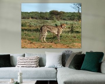 Namibië cheetah van Annie Lausberg-Pater