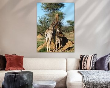 Giraffen Okojima  van Annie Lausberg-Pater