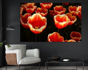 Tulips with sunlight shining through by Anne van de Beek
