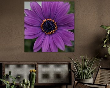 Close-up of a purple gerbera sur Anne van de Beek