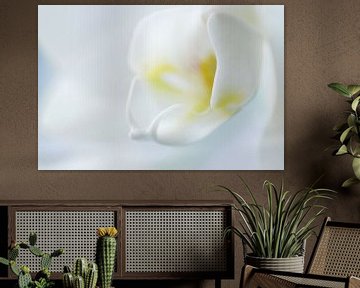 Witte Orchidee 
