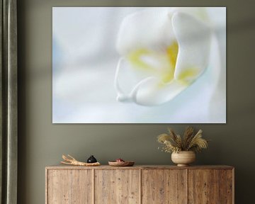 Witte Orchidee 