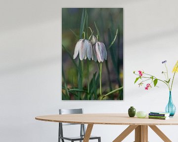 Kievitsbloemen